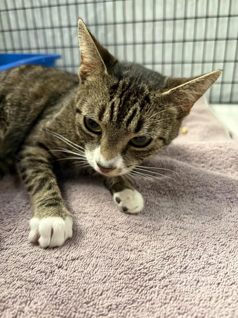 A young medium-sized female Domestic Short Hair cat named Kit T. Kat for adoption in Raleigh, NC