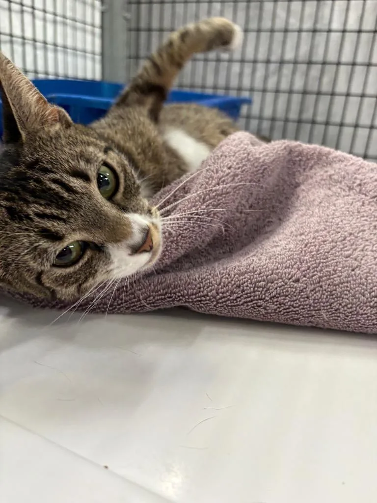 Kit T. Kat thumbnail 2