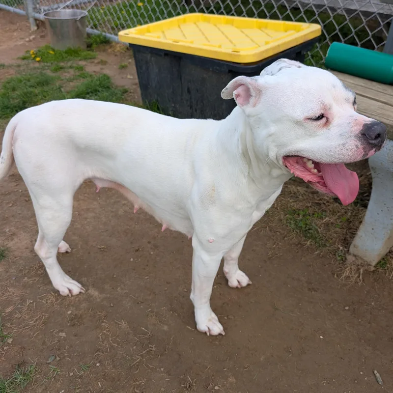 Gypsy Looking For Owner