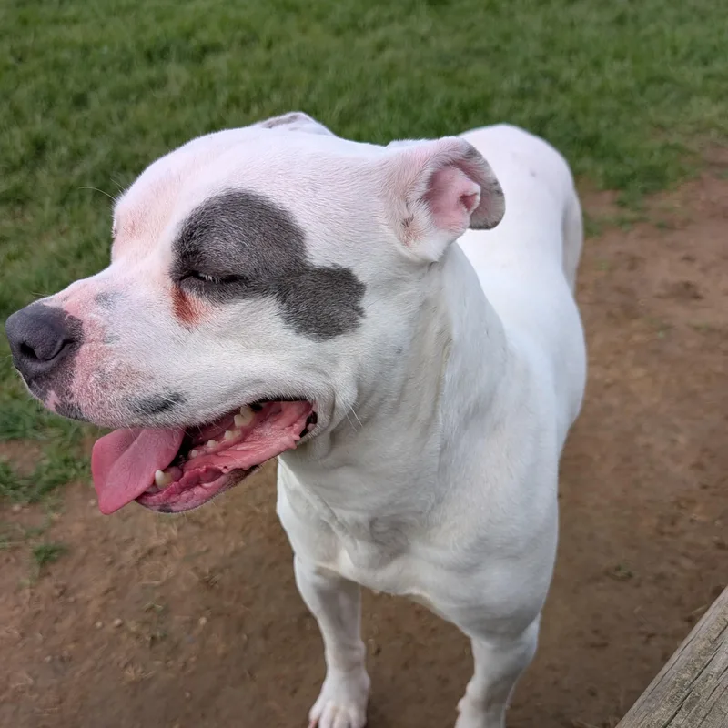 Gypsy Looking For Owner thumbnail 4