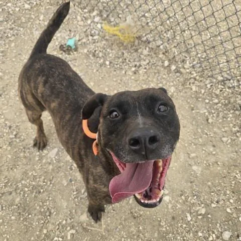 An adult large-sized male Brindle Mixed Breed dog named Grizzy for adoption in Cheyenne, WY