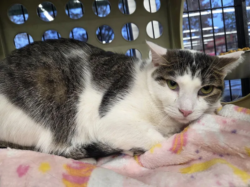 Starfire thumbnail 2