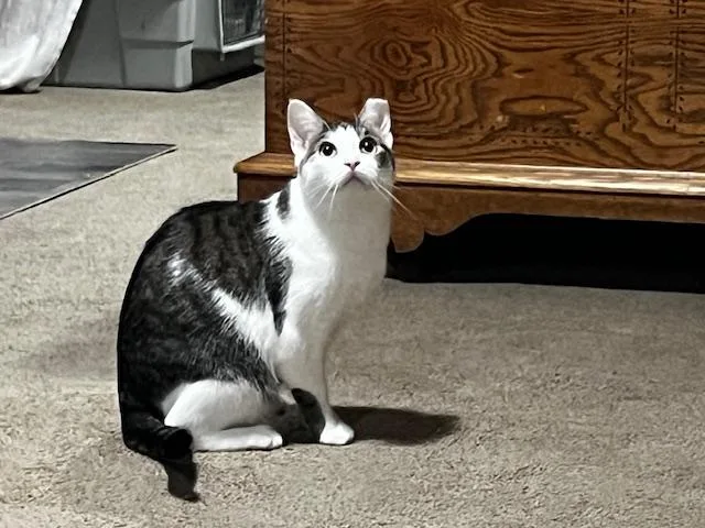 Starfire thumbnail 3