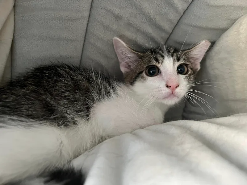 Starfire thumbnail 4