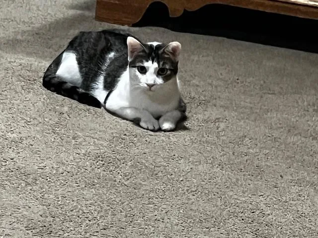 Starfire thumbnail 5