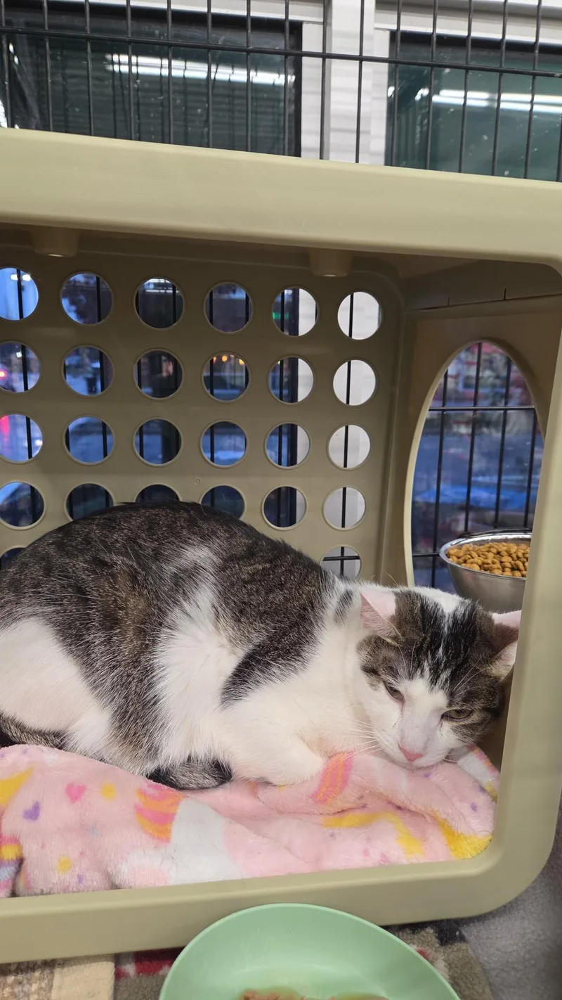 Starfire thumbnail 6