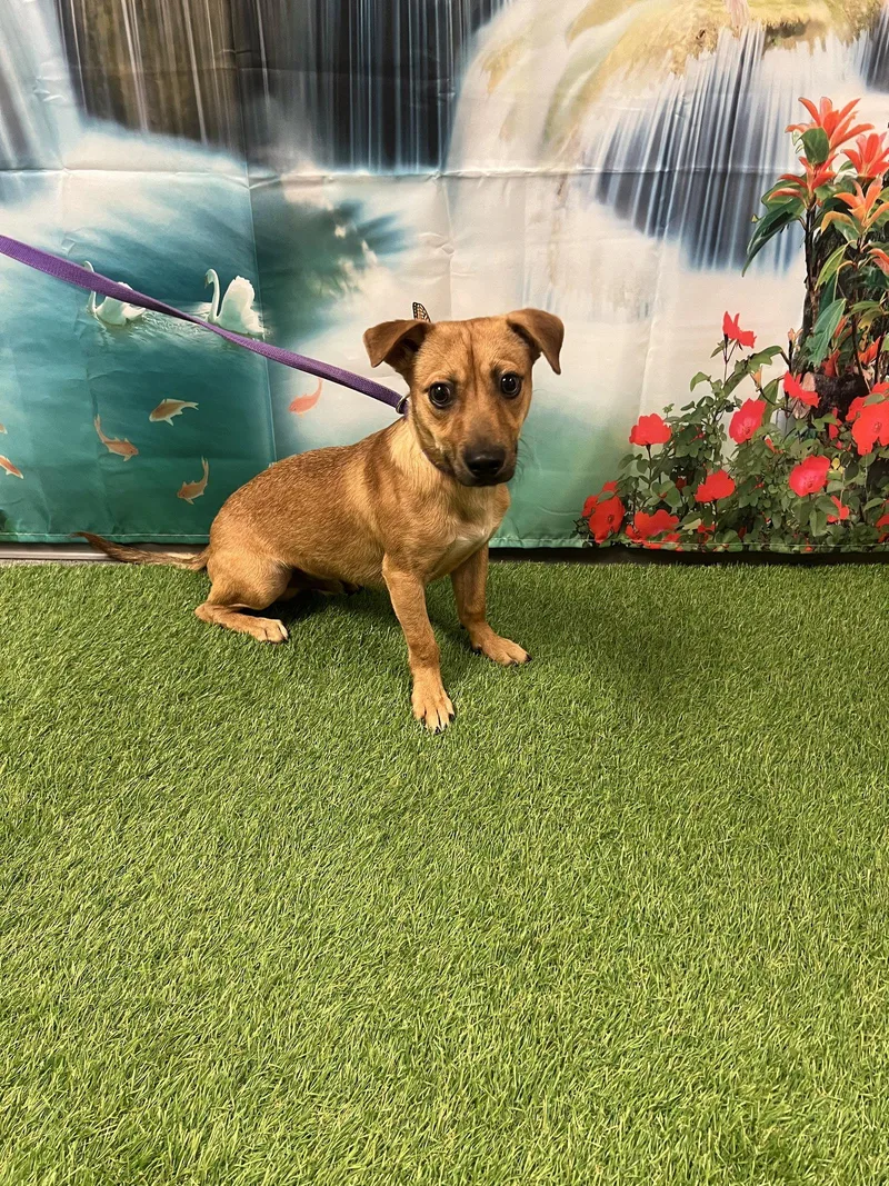 A young medium-sized male Chihuahua dog named Rusty for adoption in Euless, TX
