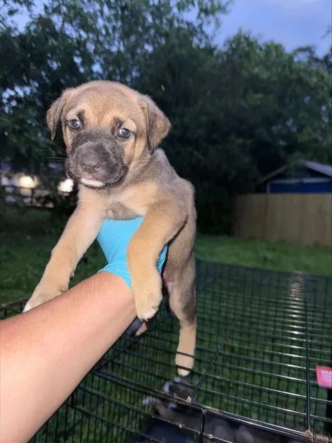 A baby small-sized female American Staffordshire Terrier dog named Tracy for adoption in San Antonio, TX