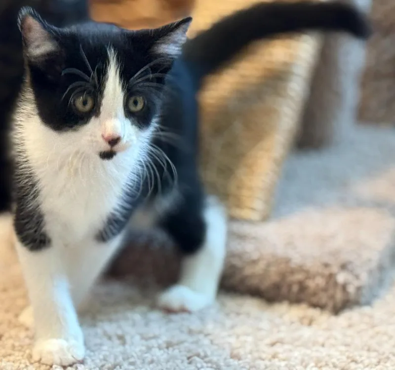 A baby medium-sized female Domestic Medium Hair cat named Brahma for adoption in Bloomington, IN