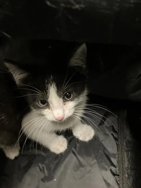 A baby small-sized female Domestic Short Hair cat named Dahlia for adoption in Long Beach, CA