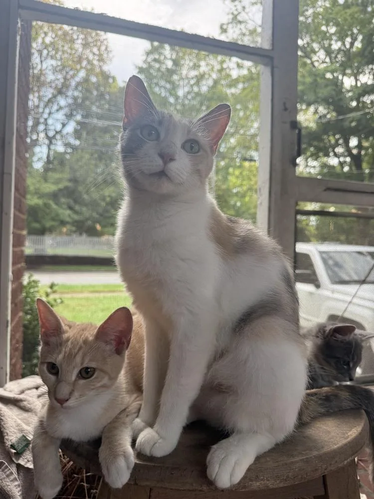 An adult small-sized female Gray & White Domestic Short Hair cat named June for adoption in Mooresville, NC