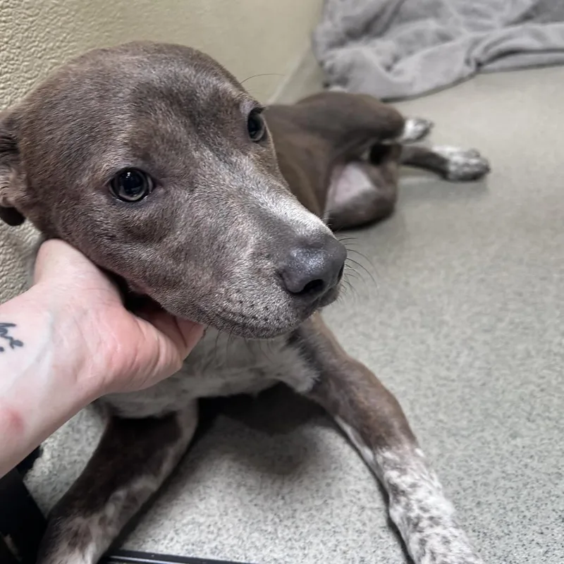 A young medium-sized female Gray / Blue / Silver Australian Cattle Dog / Blue Heeler dog named OakleyCity Of Industry Location for adoption in Chino Hills, CA