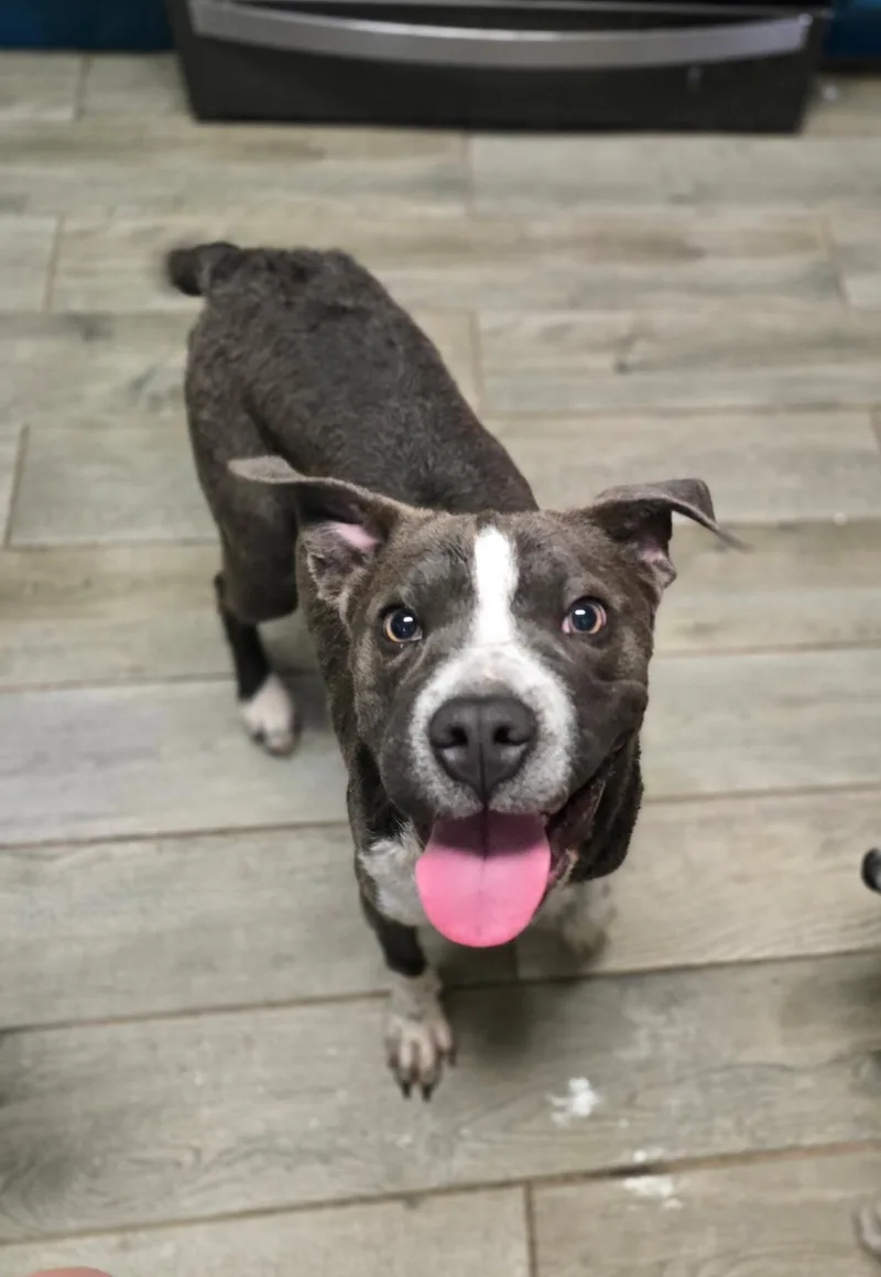 A young medium-sized female Curly-Coated Retriever dog named Blue Bell for adoption in Milton, FL