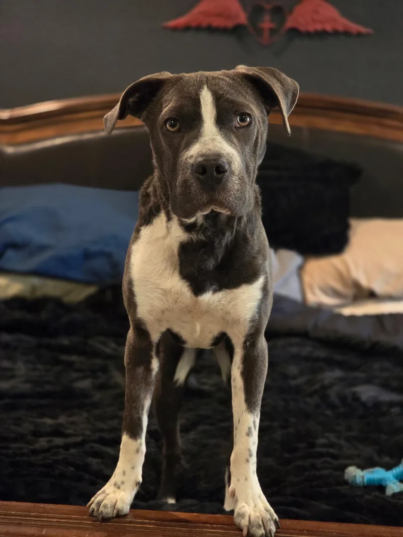 Blue Bell thumbnail 2