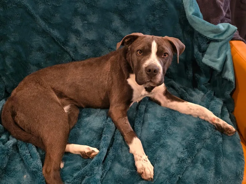 Blue Bell thumbnail 3