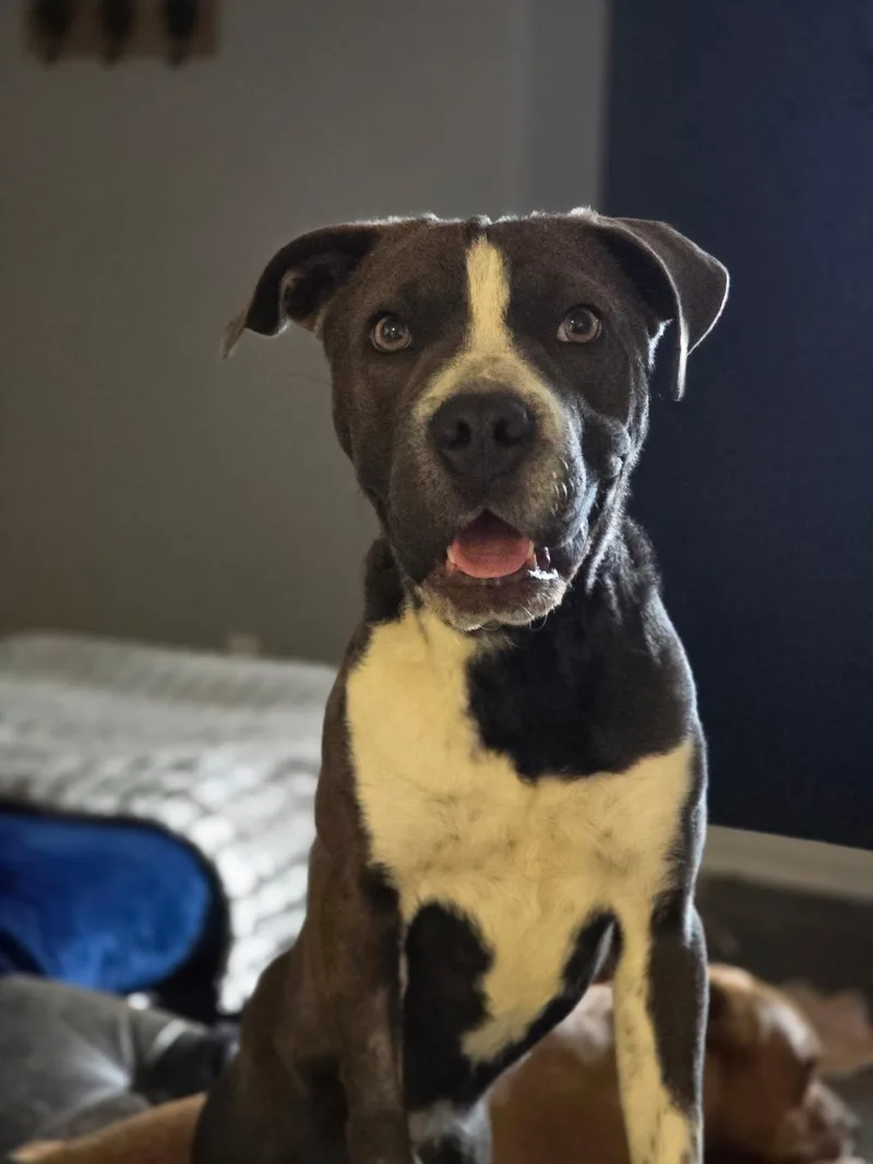 Blue Bell thumbnail 4