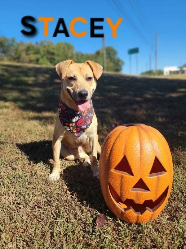 Stacey  Cchs thumbnail 3