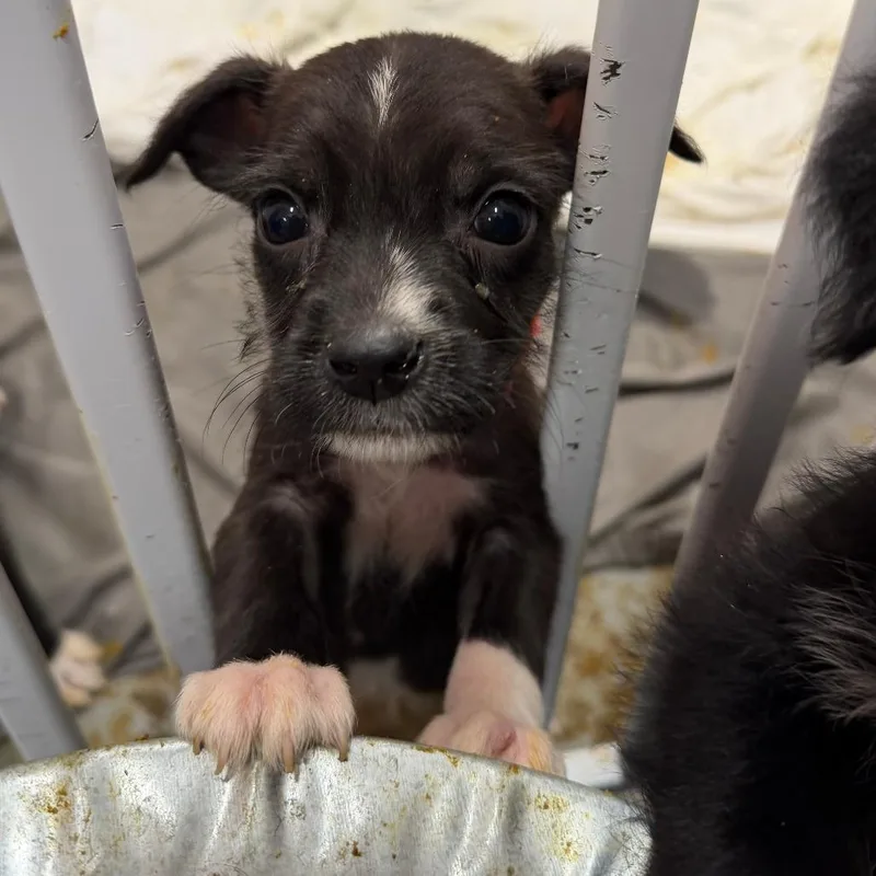 A baby small-sized male Black Pit Bull Terrier dog named Mclaren for adoption in Austin, TX