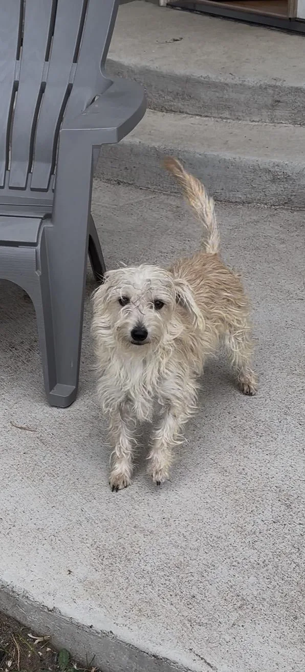A young small-sized female Maltese dog named Orleans for adoption in Windsor, CO