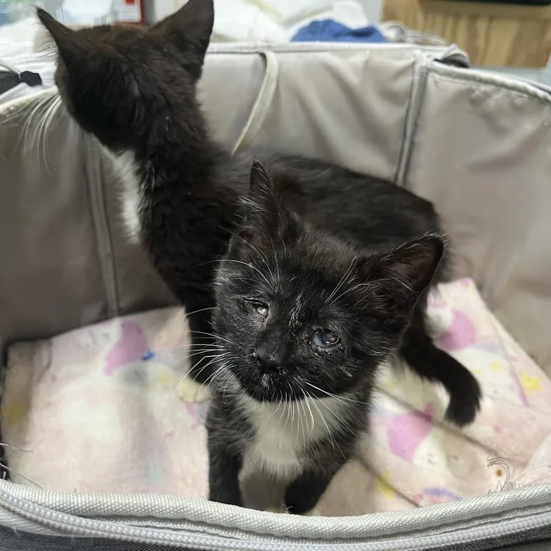 A baby small-sized male Black Domestic Short Hair cat named Worm for adoption in Rocky Mount, VA