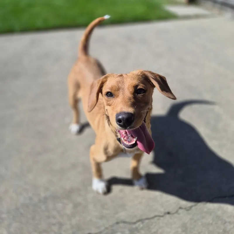 A young medium-sized female Red / Chestnut / Orange Beagle dog named Miley for adoption in Woodstock, IL