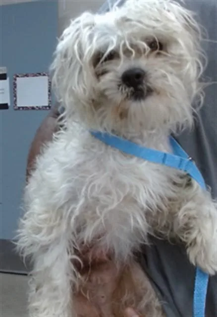 An adult small-sized male Maltese dog named Bucky for adoption in Salinas, CA