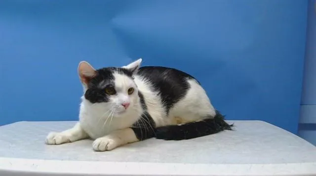 A young medium-sized male Domestic Short Hair cat named A for adoption in Gardena, CA