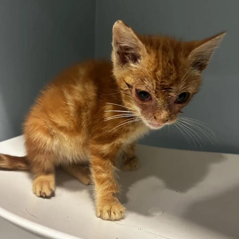 A baby small-sized male Orange / Red Domestic Short Hair cat named Lemon Pepper for adoption in Chattanooga, TN
