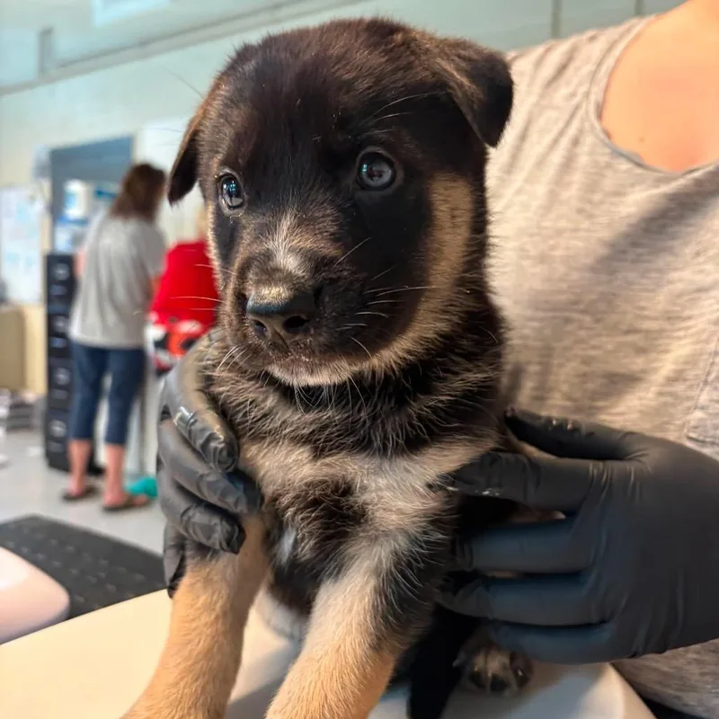 A baby small-sized male Black Mixed Breed dog named Watts for adoption in Huntington, WV