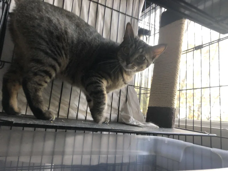 An adult medium-sized female Tabby cat named Luna for adoption in Locust Grove, VA