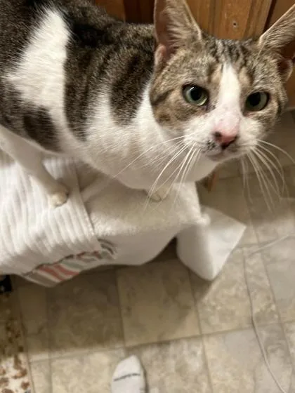 An adult small-sized female Domestic Short Hair cat named Sugar FKA Grace for adoption in West Chester, PA