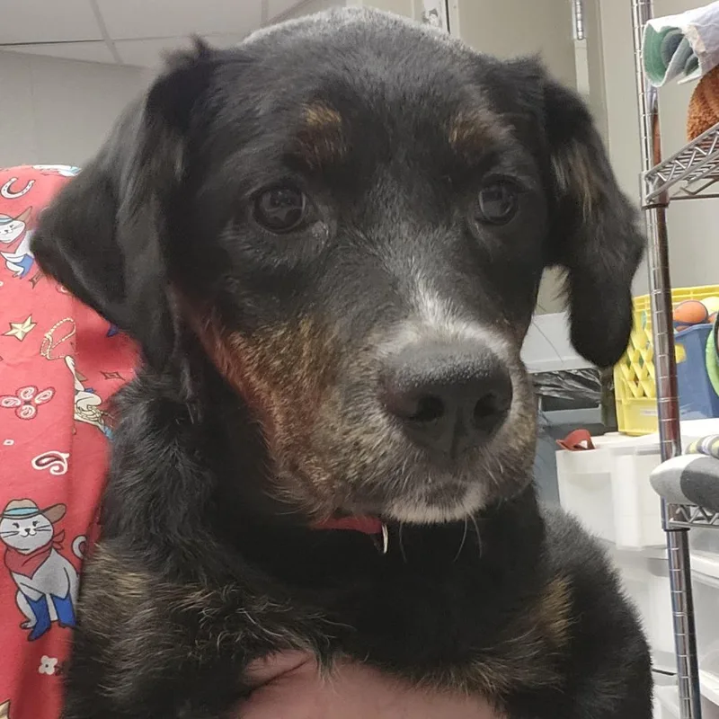 A baby large-sized female Black Shepherd dog named Dahlia for adoption in Columbia Station, OH