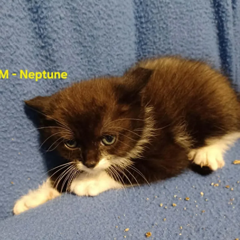 A baby small-sized male Black Domestic Medium Hair cat named Neptune C for adoption in Princeton, MN