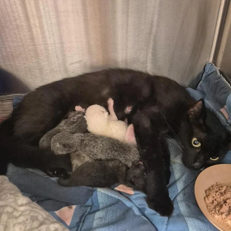 A baby small-sized male Gray / Blue / Silver Domestic Short Hair cat named Gale for adoption in Kingman, KS