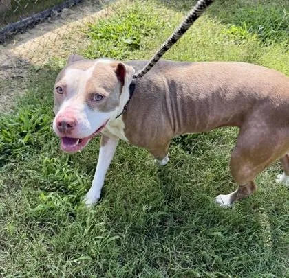 An adult medium-sized female Pit Bull Terrier dog named Madison for adoption in Atlanta, GA