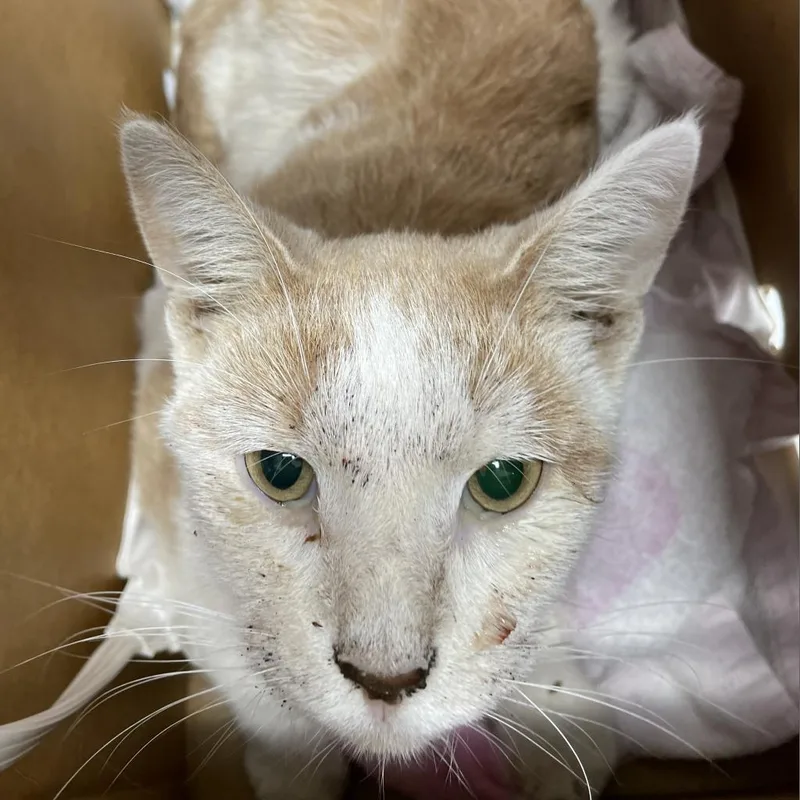 A senior medium-sized male Domestic Short Hair cat named Plaster for adoption in Jacksonville, FL