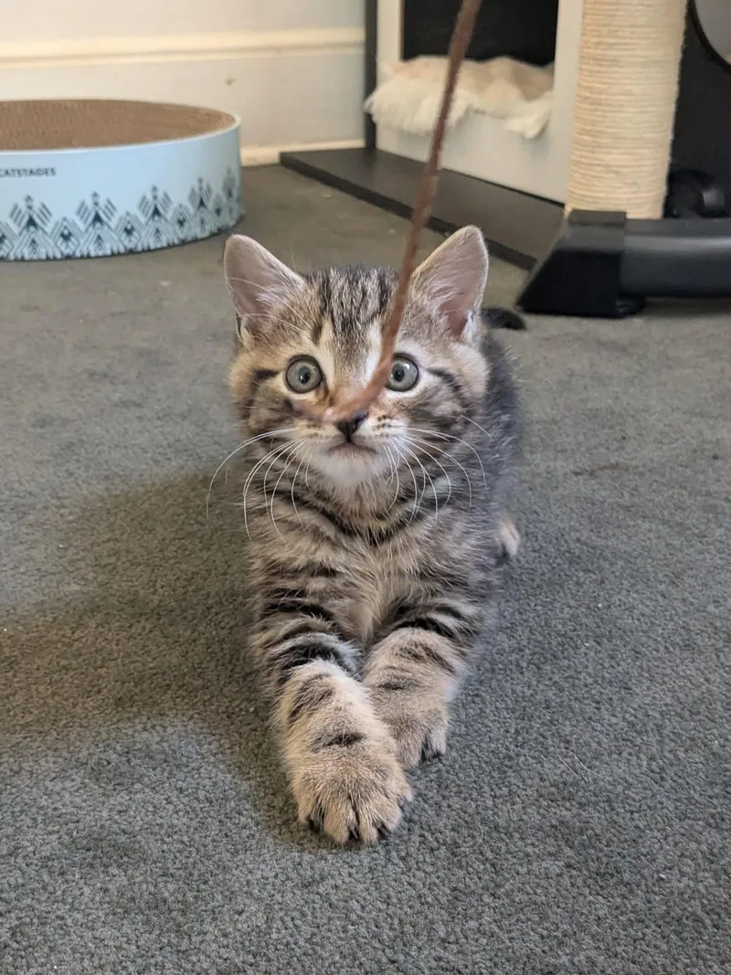 A baby medium-sized male Tabby (Brown / Chocolate) Domestic Short Hair cat named Atlas for adoption in Johnson City, TN