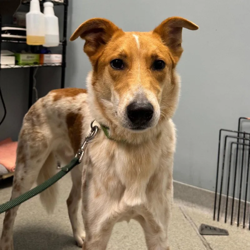 An adult medium-sized male Terrier dog named Radley for adoption in New Castle, DE