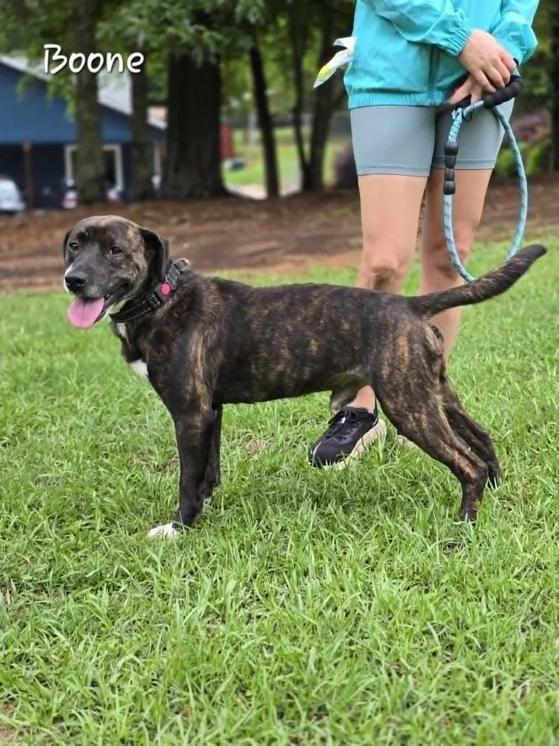 A young medium-sized male Brindle Mixed Breed dog named Boone for adoption in Bishop, GA