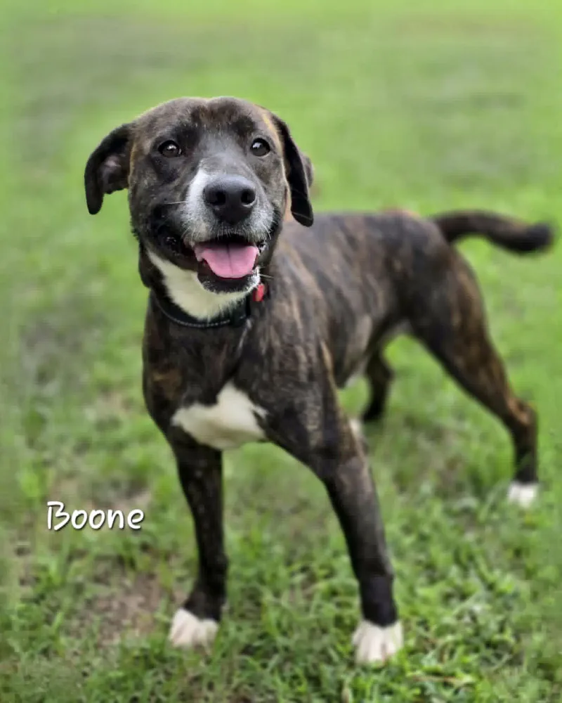 Boone thumbnail 2