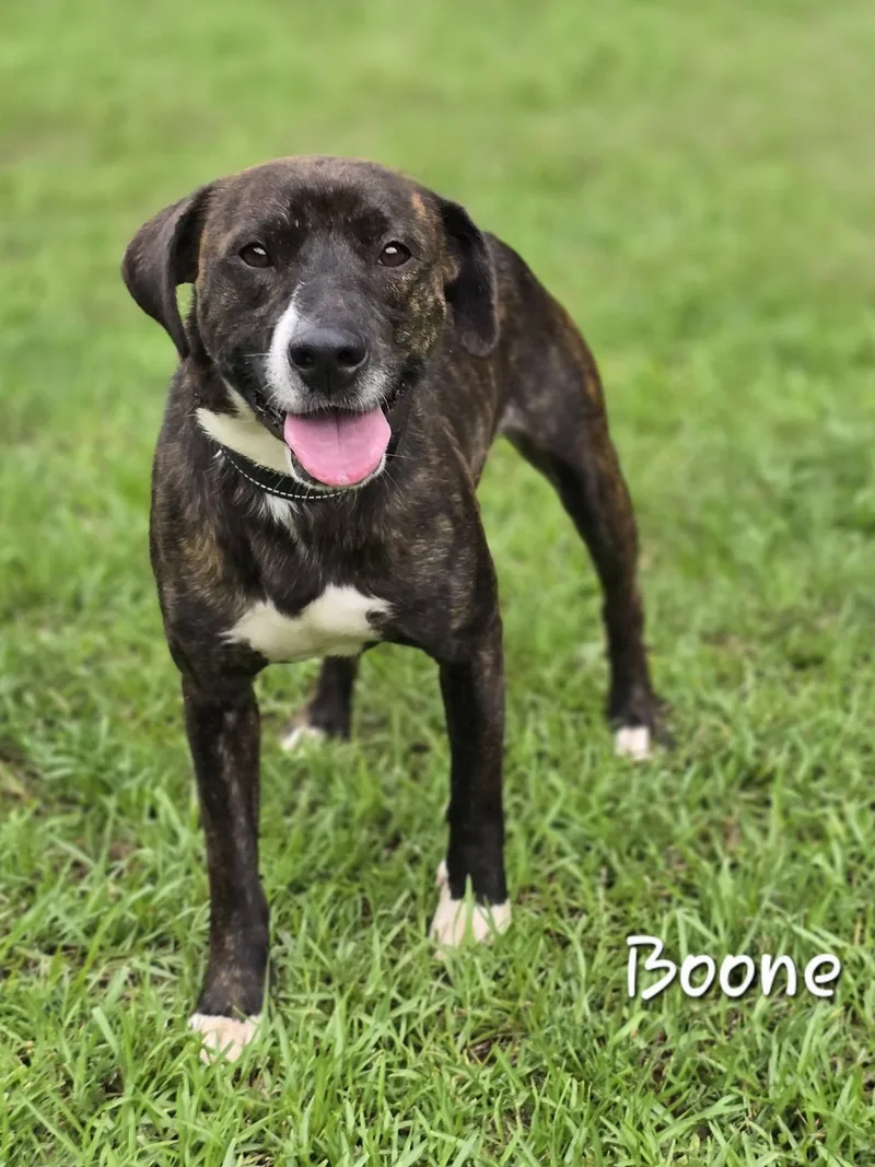 Boone thumbnail 4
