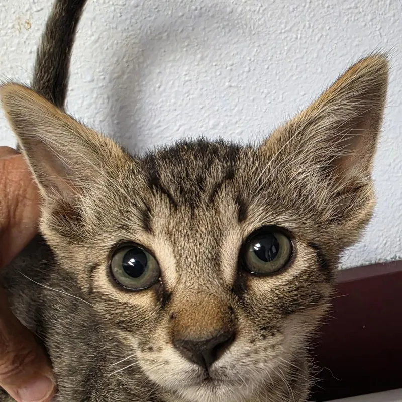 A baby small-sized male Black Domestic Short Hair cat named Bosah for adoption in Desert Hot Springs, CA