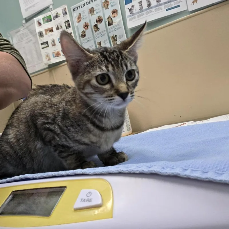 A baby small-sized female Brown / Chocolate Domestic Short Hair cat named Oklahoma for adoption in Tacoma, WA