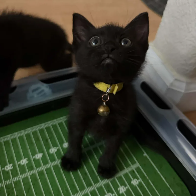 A baby small-sized female Black Domestic Short Hair cat named Violet W for adoption in Antioch, CA