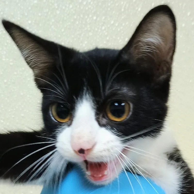 A baby small-sized female Black Domestic Short Hair cat named BettyLou for adoption in Palestine, TX