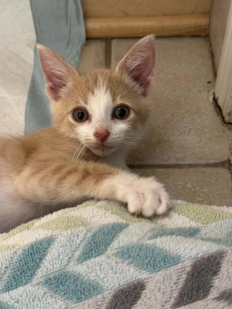 A baby small-sized male Orange & White Domestic Short Hair cat named Beignet for adoption in Milwaukee, WI