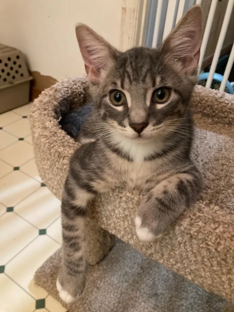 A baby medium-sized male Domestic Short Hair cat named Hoss for adoption in Fort Oglethorpe, GA