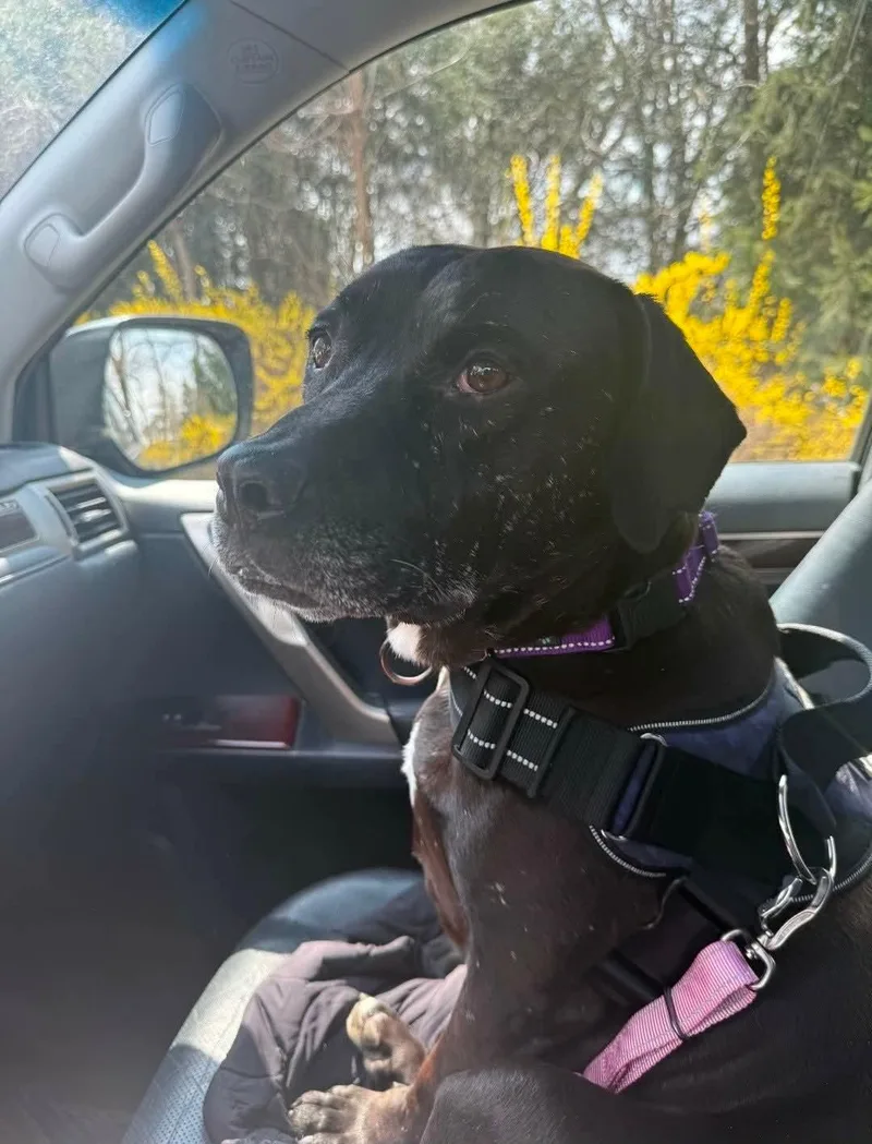 An adult medium-sized male Black Black Labrador Retriever dog named Stan for adoption in Westwood, NJ