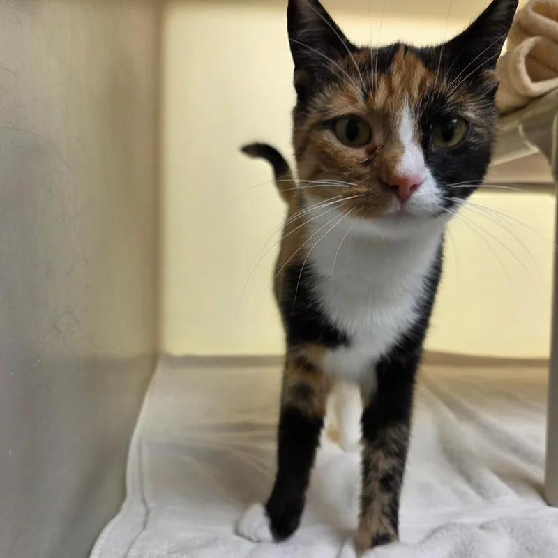 A young medium-sized female Calico Domestic Short Hair cat named Two Face for adoption in Harrisonburg, VA