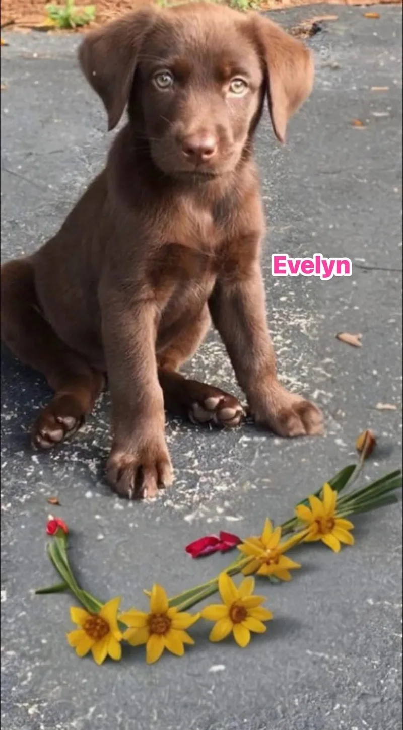 A baby medium-sized female Brown / Chocolate Chocolate Labrador Retriever dog named Evelyn for adoption in Woodbury, NJ
